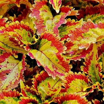 feuilles coeur jaune et tour rouge