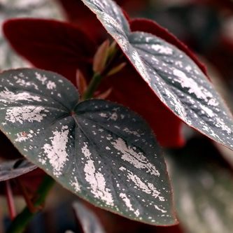 plante d'intérieur avec feuilles arrondies de couleur noir et rose