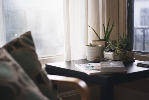 petites plantes grasses sur le coin d'un bureau