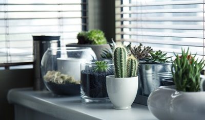 étagère de petits pots blancs contenant des cactées de diverses variétés