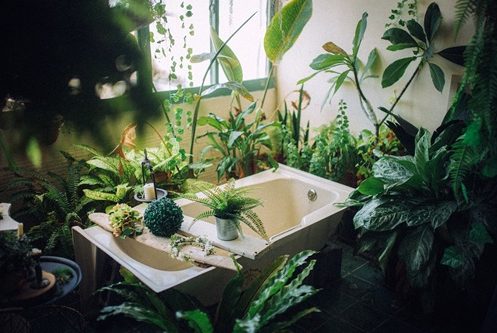 mise en scène d'une baignoire entourée de plantes d'intérieur