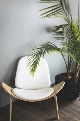 fauteuil design bois clair et cuir blanc devant une plante à grande feuilles style palmier